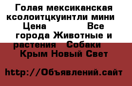 Голая мексиканская ксолоитцкуинтли мини › Цена ­ 20 000 - Все города Животные и растения » Собаки   . Крым,Новый Свет